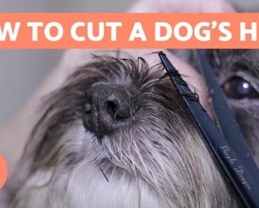 How to Cut a Dog’s Hair? BASIC GROOMING Tutorial