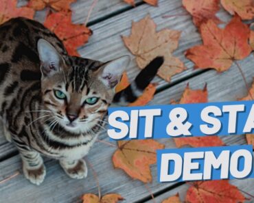Teach Your Cat Sit And Stay