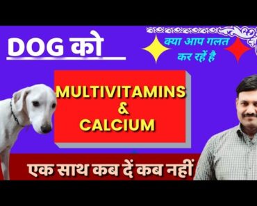 Dog ko Multivitamin + Calcium साथ साथ Ramawat Dog care