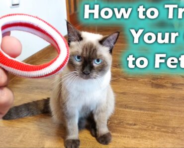 How to Teach your Cat to Catch, Cat Fetch (Cat