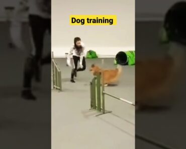 Dog Training #dog #training #shortvideo