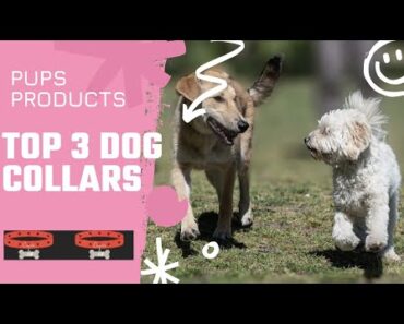 TOP 3 DOG COLLARS || BEST COLLARS FOR DOGS ||