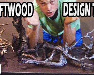 Aquarium Driftwood Design Tips, Playing with Driftwood in Your Planted