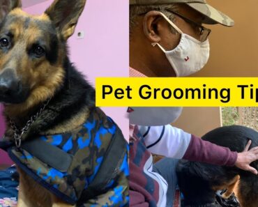 pet tamil vlog | German shepherds grooming tps