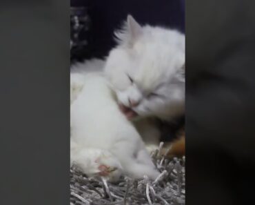 Mom Cat Taking care of kittens #short #shortvideo #cute #cutest_animals