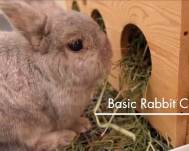 Basic Pet Care: Rabbits