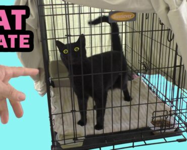 The Best CAT CRATE for your Pet