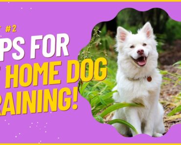 At Home Dog Training Tips