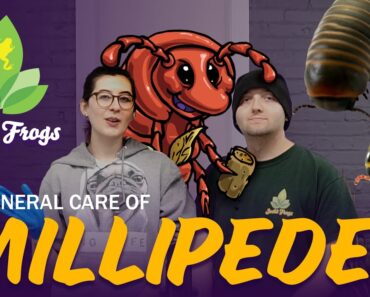 How To Keep Millipedes as Pets