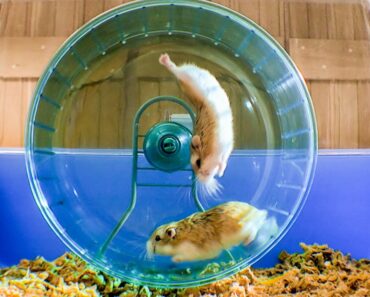 Russian Hamster Vs. Hamster Wheel!
