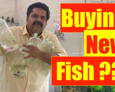 Buying New Fish for Aquarium