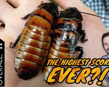Giant Hissing Cockroach, The Best Pet Invertebrate?