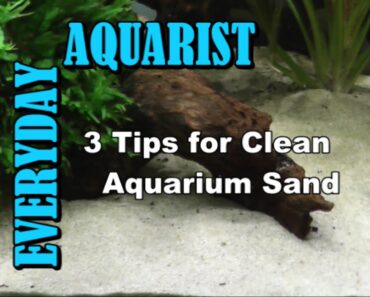 3 Tips for Clean Aquarium Sand