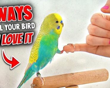 5 Ways to Tell Your Bird You Love It