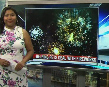 Tips for first time pet owners for Fourth of July