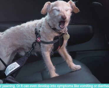 Tips for helping dogs overcome anxiety with car travel or
