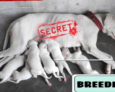 Breeding tips for dogs in tamil pro pet