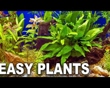 My Top 10 Easy Beginner Aquarium Plants