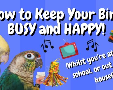 How to Keep Your Bird Busy When You’re Out! |