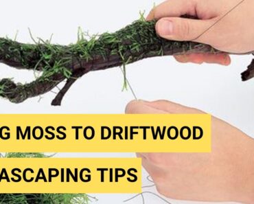 How to tie moss on Driftwood in Planted Aquarium? Aquascaping