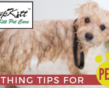 Bathing Tips For Pets