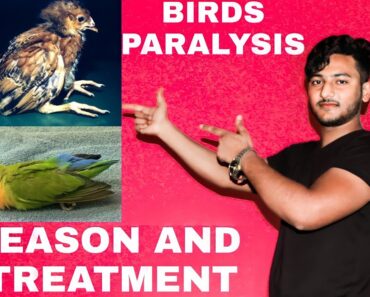 Why Birds are paralyzed