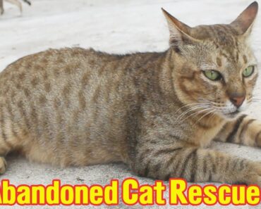Giant Homeless Cat Behavior | Abandoned Kitten Rescue