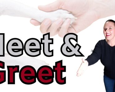 Pet Sitting Business Meet and Greet Tips