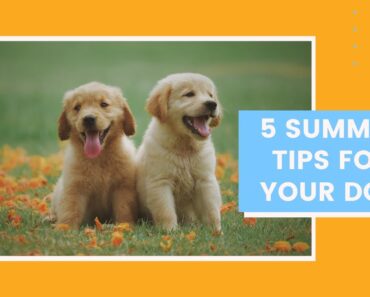5 Care Tips For Your Pet Dog In Summer