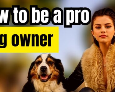 7 Tips for dog owners- Show love to your dog