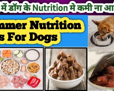 summer nutrition tips for dogs || summer dog food knowledge