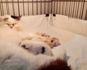 Mother Cat Taking Care Of Her Kittens