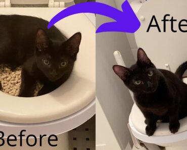 HOW TO TOILET TRAIN YOUR CAT- Using Citikitty