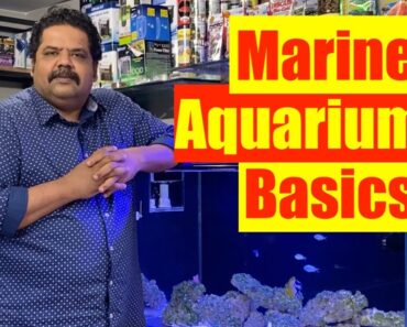 Basics of a Marine Aquarium