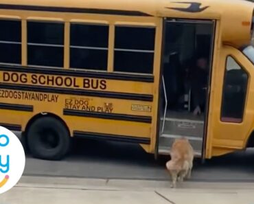 Dogs Love Taking School Bus To Doggy Day Care