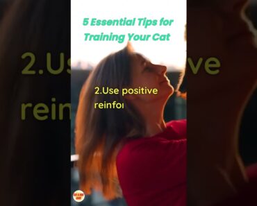5 Essential Tips for Training Your Cat