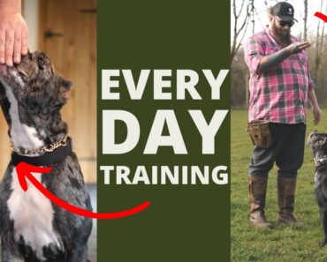 5 Dog Training Exercises You Should Do EVERY DAY At
