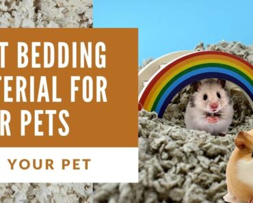Best Small Pet Bedding Material