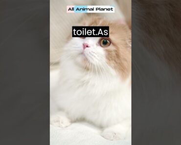 5 Tips for Toilet Training Your Cat That Actually Work!