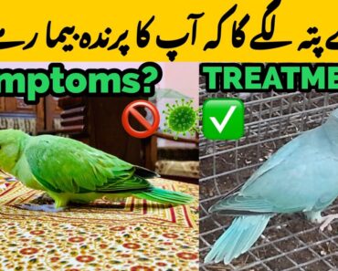 HOW TO KNOW YOUR BIRD PARROT IS SICK?|SYMPTOMS+TREATMENT?|TIPS & INFO