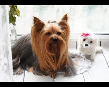 Yorkie Care 101: Essential Tips for New Pet Owners