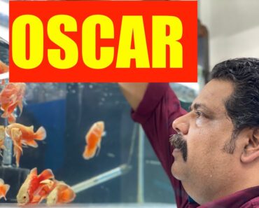 Oscar Fish Keeping | Oscar Fish Aquarium