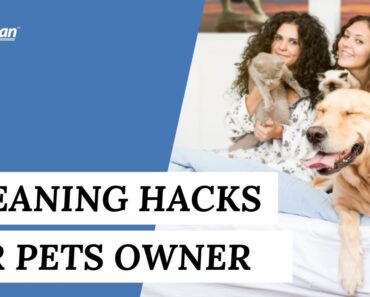 Upholstery Cleaning Hacks Every Pet Owner Should Employ (Cleaning Tips)