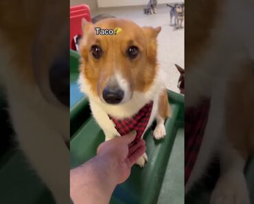 Let’s see what Corgis we have at dog daycare today!