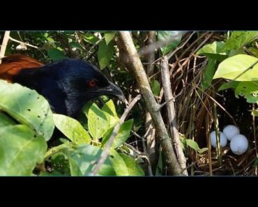 Coucal Bird take care Eggs in the nest