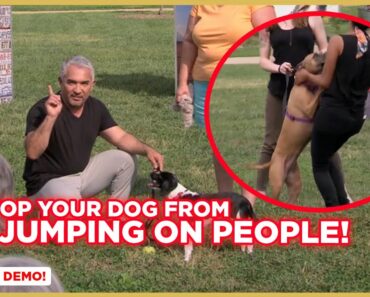 How To Stop Your Dog from Jumping on People w/