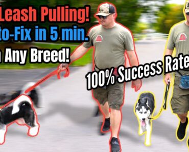 STOP Leash Pulling with ANY BREED Right NOW! SO EASY!