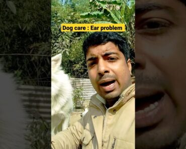 Dog care tips : Ear problem