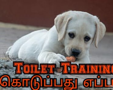 Toilet training for dogs | tamil