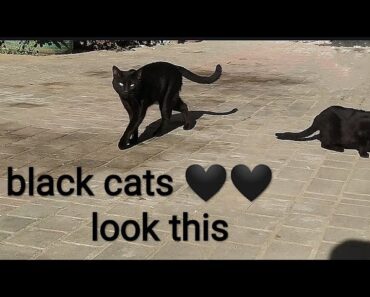 I fed black cats